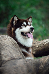 长得帅气的阿拉斯加雪橇犬图片