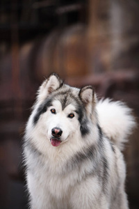 运动量需求大的阿拉斯加雪橇犬图片