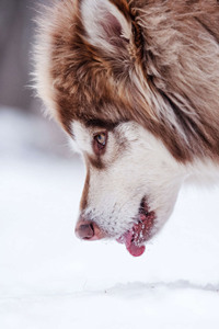 阿拉斯加雪橇犬能长多大？