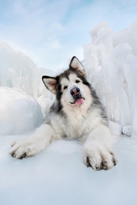 在冰面上奔跑玩耍的阿拉斯加雪橇犬#日常表现