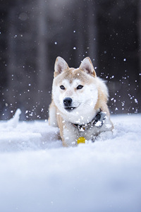 在雪地里撒泼打滚的柴犬图片