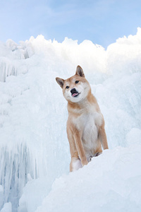 冰天雪地里的柴犬