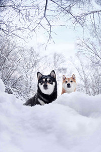 雪中嬉戏的柴犬图片