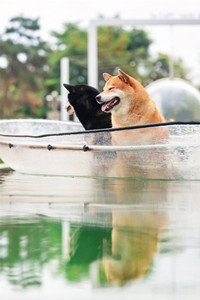 爱笑的柴犬，湖中船上迷人的眼神