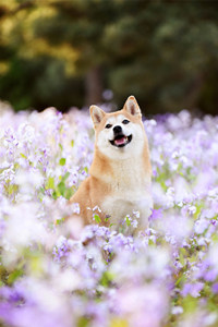 柴犬的沙雕式微笑，悠闲田园风光摄影图片