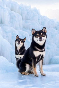 雪山中冰雕下柴犬的撒欢#冬季冰川