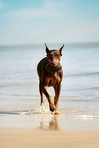 在海边自由奔跑的杜宾犬图片#手机壁纸